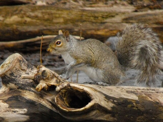 Fototapeta premium squirrell