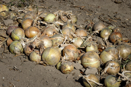 Onions on the ground recently harvested