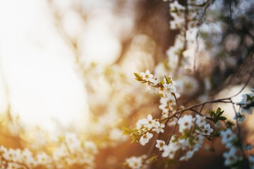 Twigs of a blossoming cherry tree in the golden hour. Spring background for the banner. Sun effect, selective focus