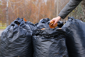 Black plastic bags full of autumn leaves. Large black plastic trash sacks with fallen dried leaves stand on the grass. Seasonal cleaning of city streets from fallen leaves. Cleaning service