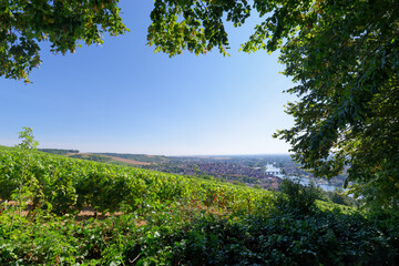Vineyards in the hill of Joigny village
