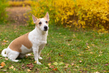Jack Russell terrier. A small dog in the garden in autumn