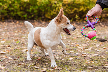 Jack Russell terrier. A small dog plays with a toy in the autumn