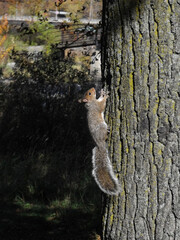 squirrel