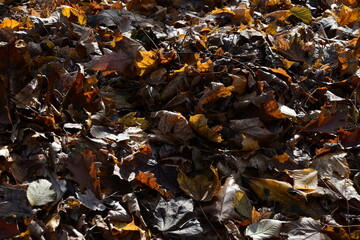 Background, texture of autumn leaves. Yellow leaves that have fallen from the trees lie on the ground. Maple leaves.