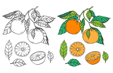 Oranges coloring book