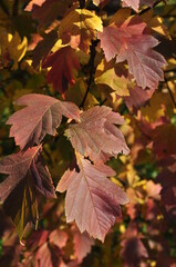 Red leaves of a tree, close-up. Autumn sketch. Leaves in the rays of the sun.