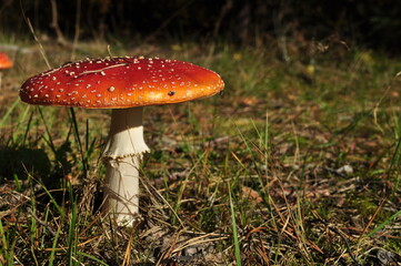 Large mushroom mushroom. Mushroom on a background of green grass. Autumn in the forest.