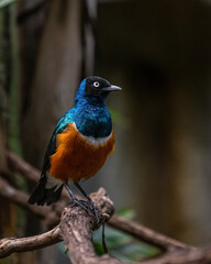 Blue and Yellow Bird on Branch