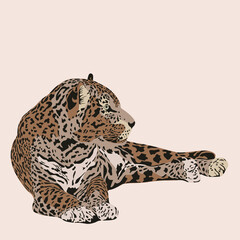 Wild cats, jungle animals, safari leopard vector illustration.