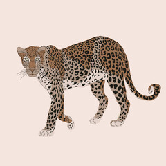 Wild cats, jungle animals, safari leopard vector illustration.