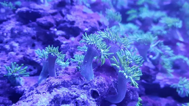 coral blue
