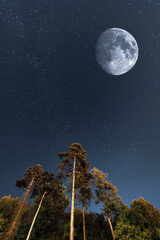 Night scenery of forest, stars and moon on the night skies 