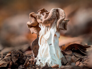 Detailreiche Nahaufnahme einer Herbst-Lorchel (Helvella crispa) die zwischen Laubblättern im Naturwald wächst.