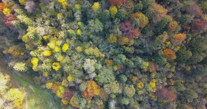 aerial view of a colorful forest with autumn foliage