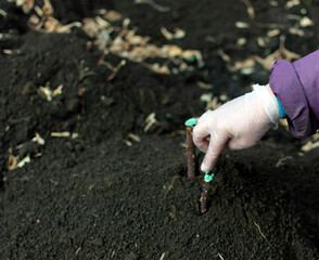 Covering the sections of bushes with paraffin.