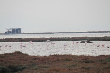 Fototapeta na wymiar flamingos in pond