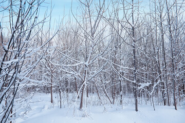 Winter forest landscape. Tall trees under snow cover. January frosty day in the park.