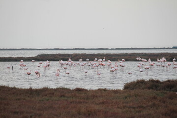 flamingos in pond