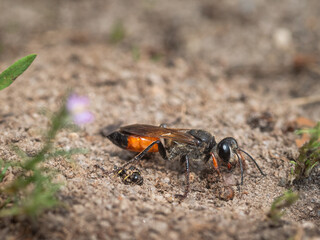 Seitliche Nahaufnahme einer Grabwespe (Sandwespe) auf Sandboden sitzend in ihrer natürlichen Umgebung.