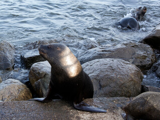 Photo of a sea ​​lion taken