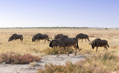 Obraz na płótnie Canvas A large group of Wildebeest walking away