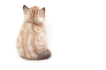 Kitten back view isolated on white background. The back of the kitten. Two month old kitten. Scottish purebred cat. 