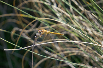 dragonfly outdoor on wet morning