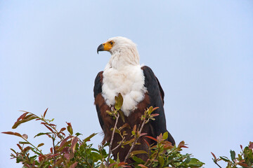 African Fish Eagle Haliaeetus vocifer 13698