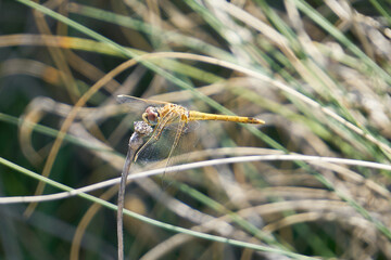 dragonfly outdoor on wet morning
