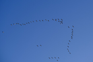 Hoch am Himmel befinden sich Zugvögel in einer Flugformation