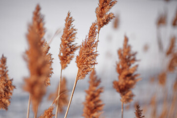 Close-up of dry grass. Tall reed growing on river bank, contrast of colors between yellow reeds and gray sky. 