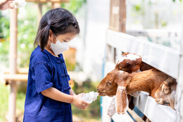 Adorable girl is feeding a goat animal behind white fence. Children travel at nature farm. Child...