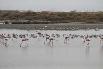 flamingos in pond