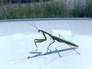 Religious mantis, waiting for ......