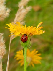 ladybug on flower