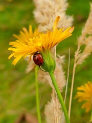 ladybird on a yellow flower