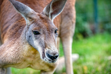 Naklejka na ściany i meble Cleland Wildlife Park Australia