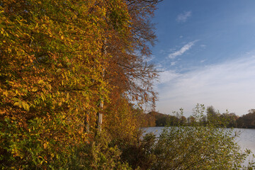 Beech forest by the lake with colorful autumn leaves.