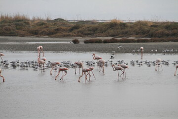 flamingos in pond