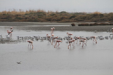 Fototapeta premium flamingos in pond