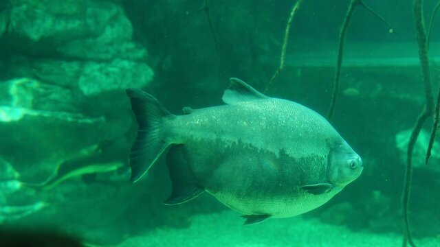 Brown pacu from the piranha subfamily of the haracin family or of the piranha family in aquarium