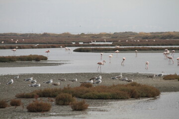 flamingos in the water