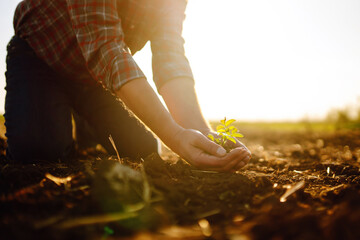 Fototapeta Male hands touching soil on the field. Expert hand of farmer checking soil health before growth a seed of vegetable or plant seedling. Business or ecology concept. obraz