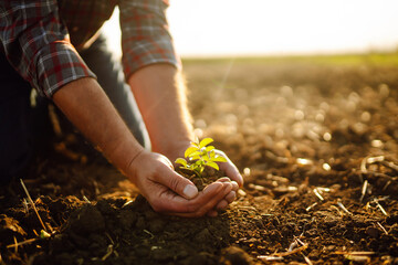 Male hands touching soil on the field. Expert hand of farmer checking soil health before growth a...