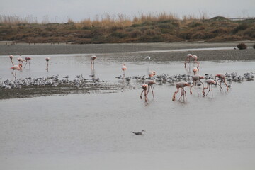 flamingos in the water
