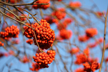 Red rowan berries on a tree branches on blue sky background. Late autumn nature, medicinal berries of mountain-ash