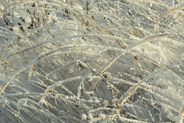 Iced old dry grass covered with frozen condenced water vapour