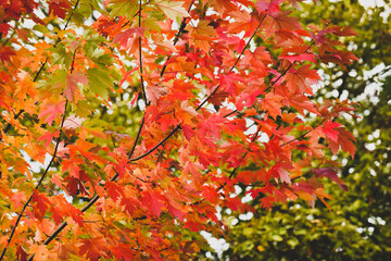 Leaves are changing colour on the tree during Autumn season