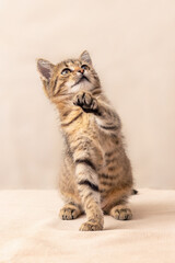 Fototapeta na wymiar Small playful kitten with raised paw on a light background